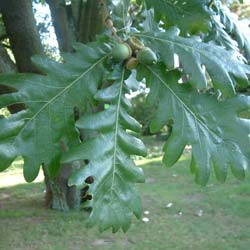 Roble de Hungra